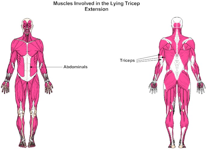 Muscles Involved in the Lying Tricep Extension